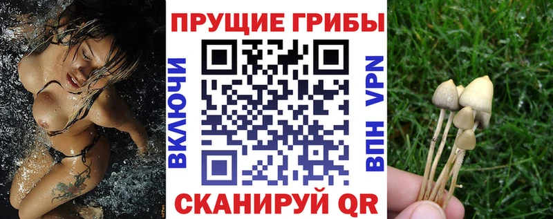 Псилоцибиновые грибы прущие грибы  Купить закладки  Дмитриев 